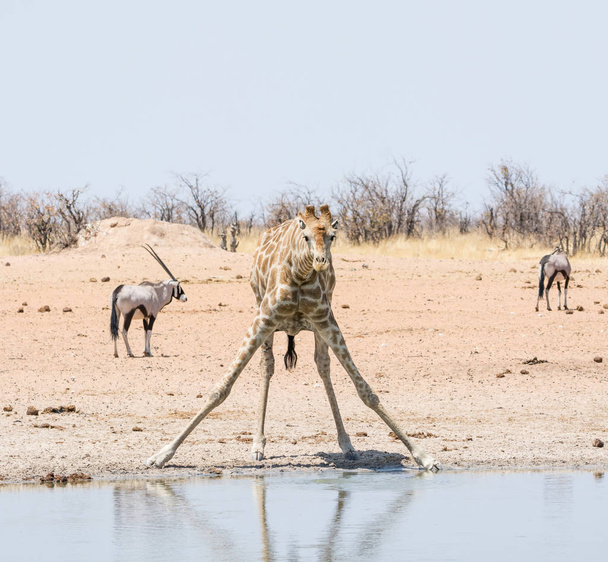 Giraffe Drinking - Фото, зображення
