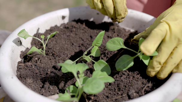 Close-up. Het proces van het planten van plantenpotten in potten. Groene zaailingen worden geplant in de voor bereide bodem, zomerland bouw. - Video
