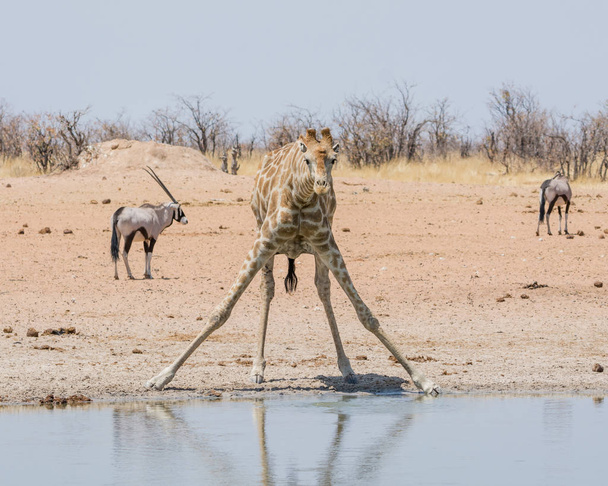 Giraffe Drinking - Fotografie, Obrázek