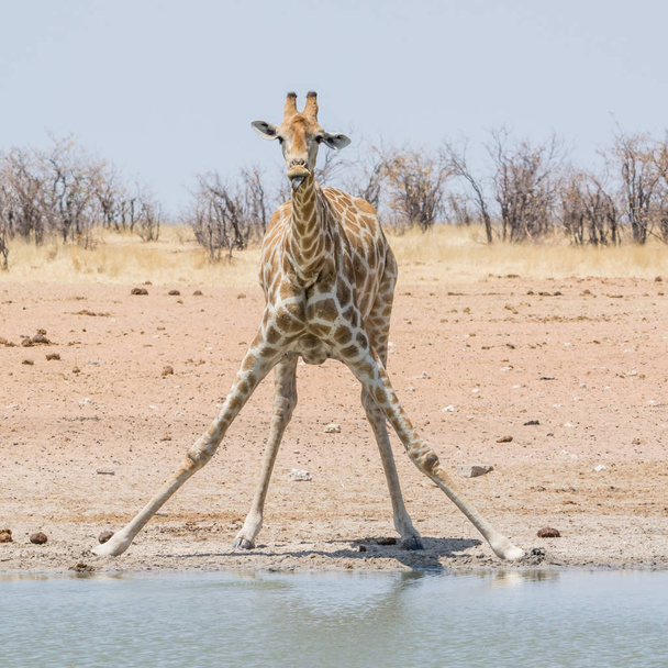 Giraffe Drinking - 写真・画像