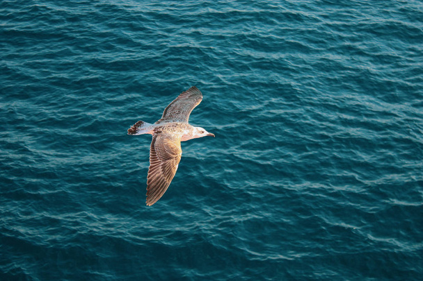 Background of an isolated flying seagull on a beautiful summer day with blue skies - Photo, Image