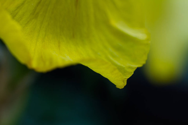 Yellow petal of flower close up on dark background - Valokuva, kuva