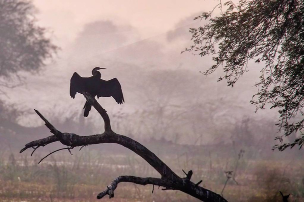 Aves en el Parque Nacional Keoladeo, Bharatpur, Rajastán, India
 - Foto, imagen