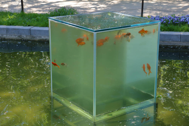 Su ve balıklar ile cam küp - Fotoğraf, Görsel