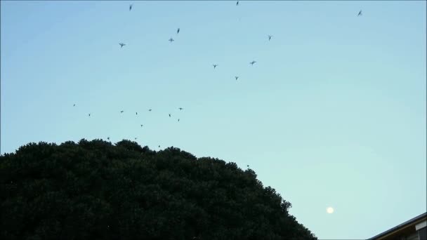 Hejno vrabů opouštějící jejich noční hnízdiště ve velkém stromě v andalusské vesnici - Záběry, video