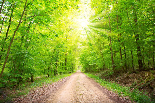 Metsä tie kulkee puiden läpi aurinkoisena kesäpäivänä
. - Valokuva, kuva