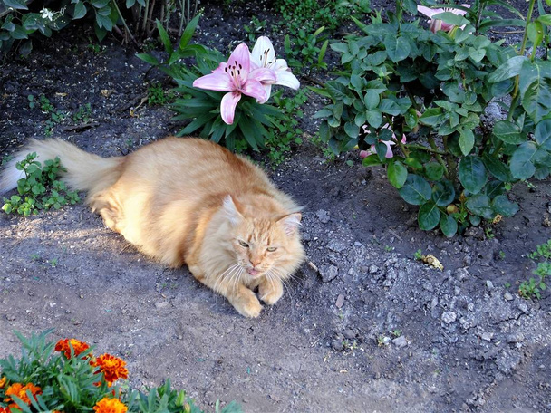 Macska, virág és pillangó... - Fotó, kép
