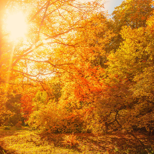 Güzel Sonbahar manzara Arka plan. Sarı akçaağaç ağaçları, güneş - Fotoğraf, Görsel