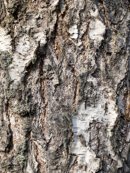 Texture of a birch bark. - Fotografie, Obrázek