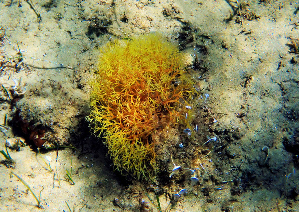 Rare mediterranean yellow algae underwater scene - Photo, Image