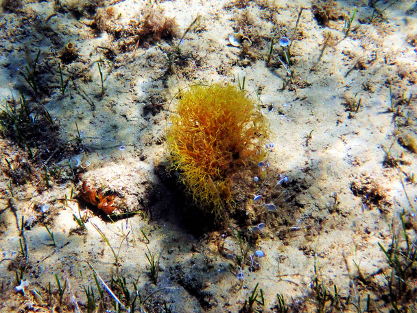Rare mediterranean yellow algae underwater scene - Photo, Image