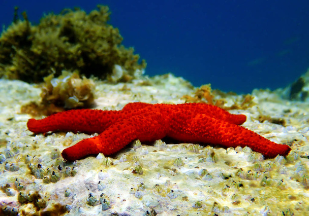Mediterranean Red Sea Star - Inaster sepositus
  - Фото, изображение