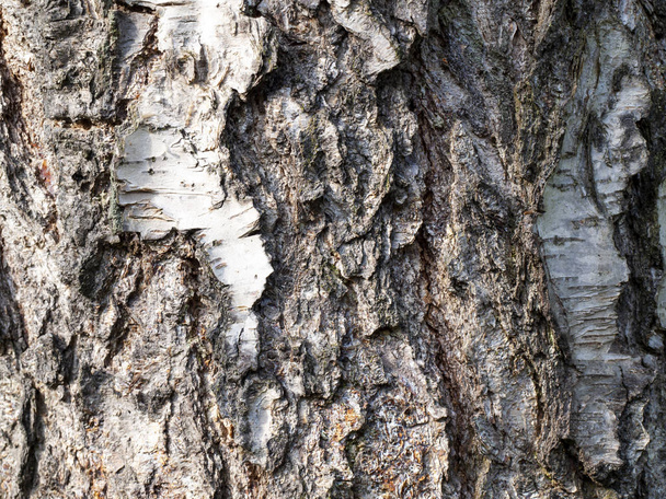Texture of a birch bark. - Valokuva, kuva