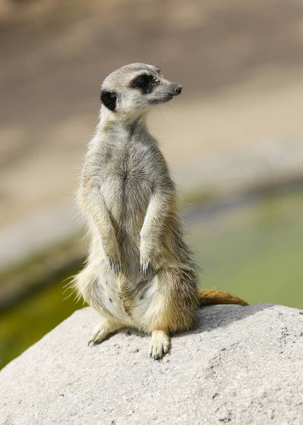 meerkat  - Foto, afbeelding