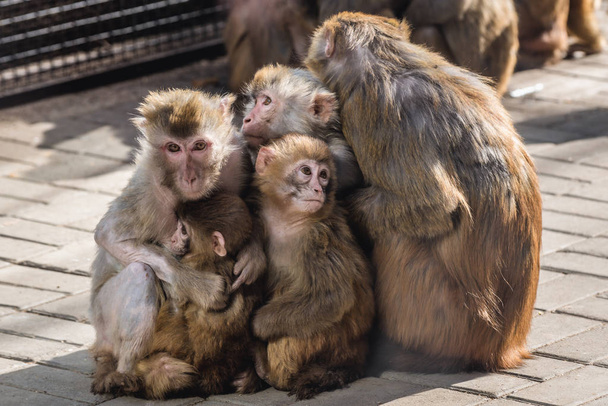 Ζωολογικός Κήπος στο Πεκίνο - Φωτογραφία, εικόνα