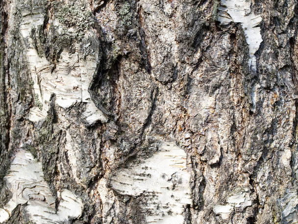 Texture of a birch bark. - Foto, Imagen