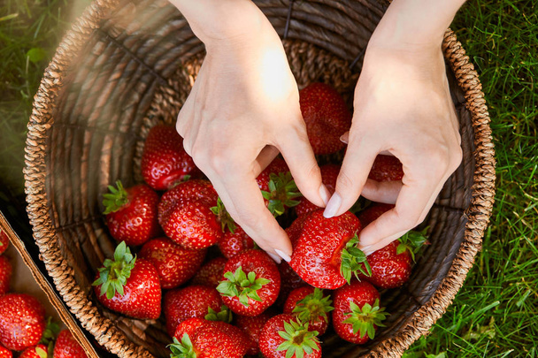 cropped view of woman taking fresh strawberries from wicker basket  - Foto, imagen