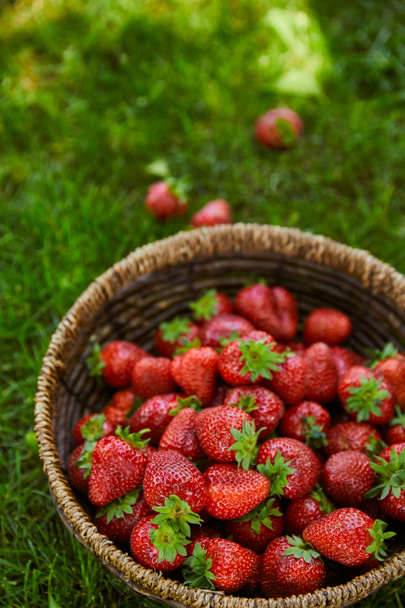 sweet fresh strawberries in wicker basket on green grass - Foto, Imagem