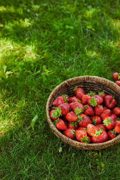 fresh red strawberries in wicker basket on green grass - Fotoğraf, Görsel