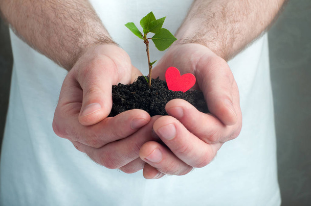 Male hands holding seedling with wooden heart - Photo, Image