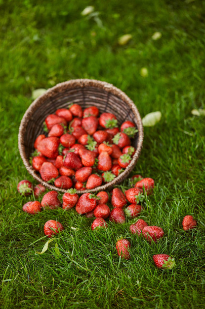 delicious red strawberries in wicker basket on green grass - Photo, Image