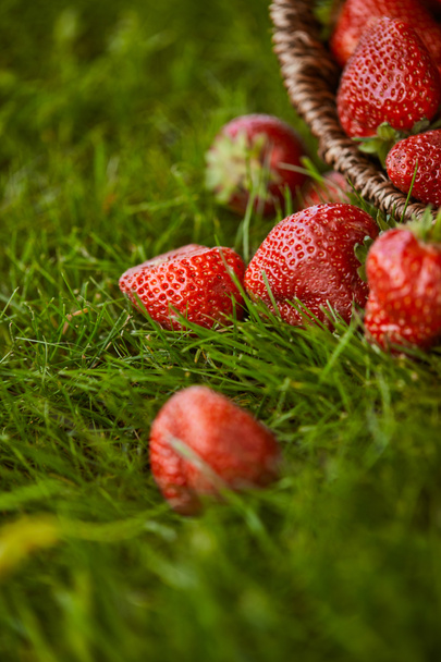 Selektiver Fokus von frischen Erdbeeren im Weidenkorb auf grünem Gras - Foto, Bild