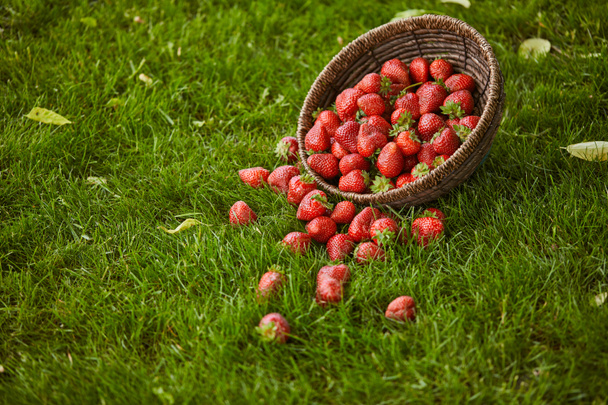 sweet fresh strawberries in wicker basket on green grass - Photo, Image