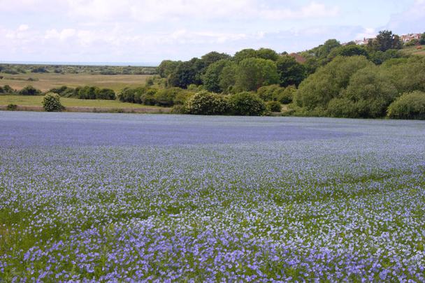 Blooming flax field (Linum usitatissimum) in Sussex, United Kingdom - Photo, Image