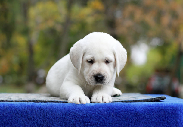 el perrito labrador dulce sobre un fondo azul
 - Foto, imagen