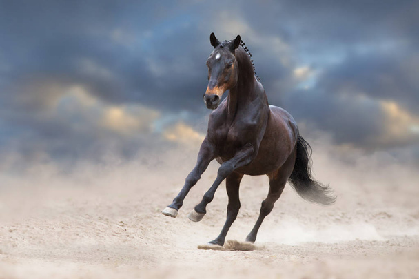 Lorbeer-Pferderennen galoppiert auf Wüstensand gegen blauen Himmel - Foto, Bild