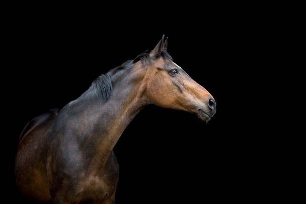 Bay cavallo close up ritratto  - Foto, immagini