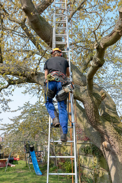 Ağaç Cerrahı merdivene tırmanıyor. - Fotoğraf, Görsel