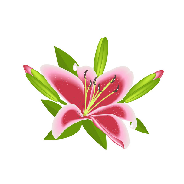 Flor de lirio para decoración aislada
 - Vector, imagen