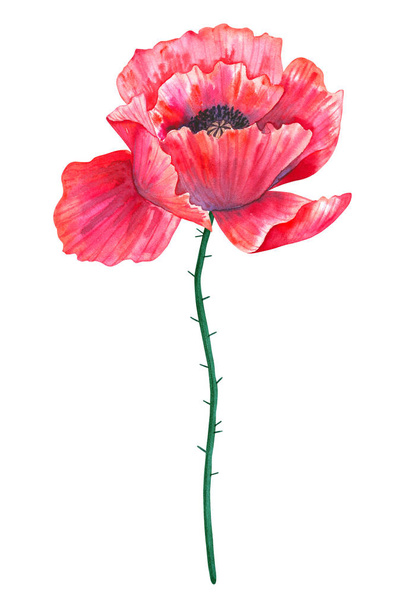 Piękny czerwony kwiat MAK. Ręcznie rysowane akwarela ilustracji. Izolowane na białym tle. - Zdjęcie, obraz