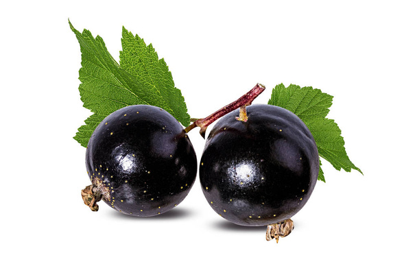 Currant isolated on white background Clipping Path - Photo, Image