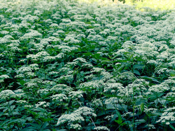 umbellate çiçeklenme ile güzel orman yeşil bitki - Fotoğraf, Görsel