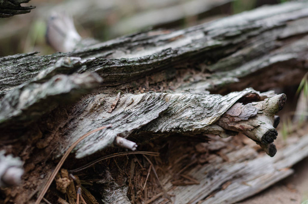 The texture and structure of the tree on the rotten log. Lines and bends of fibers along the trunk around the knot. - Photo, Image