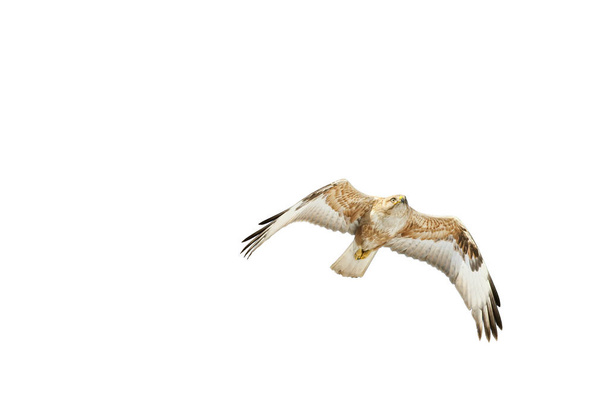 Latający Jastrzębia. Odosobniony ptak. Białe tło. Ptak: długonożna Buzzard Buteo Rufinus.    - Zdjęcie, obraz