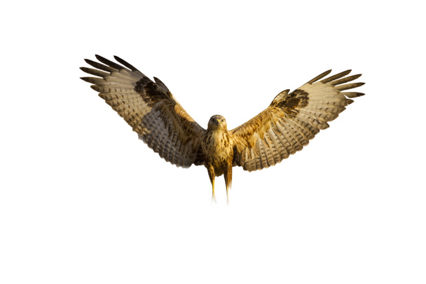 フライング・ホーク孤立した鳥白い背景。鳥:長い脚のバザード・ブテオ・ルフィヌス.    - 写真・画像