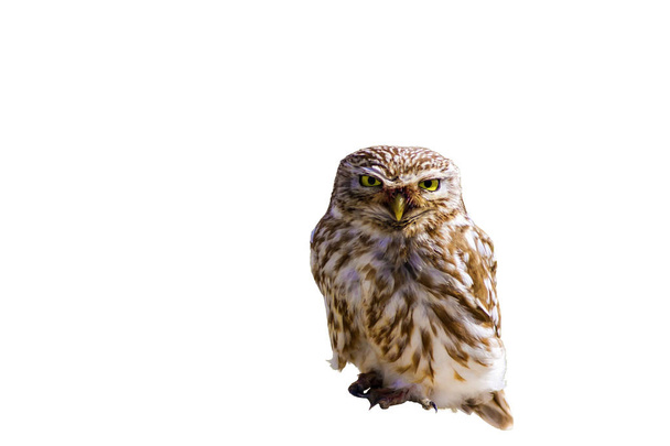 Cute little owl. Isolated bird photo. White background. - 写真・画像
