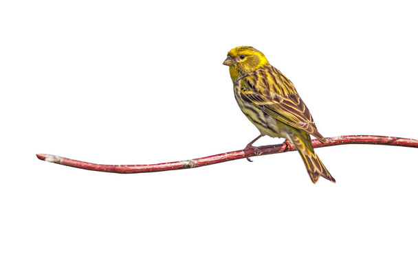 Cute little yellow bird. Isolated bird and branch. White background. - Photo, Image