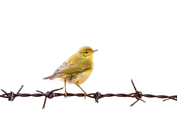 Isolated bird on barbed wire. White background. - Photo, Image