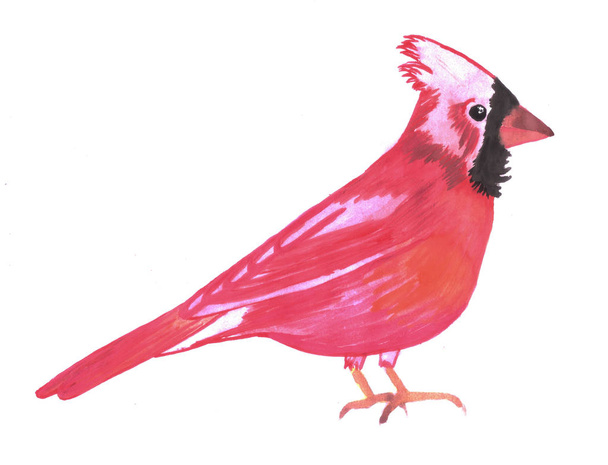 Red Cardinal bird watercolor- Cardinalis cardinalis - Фото, изображение