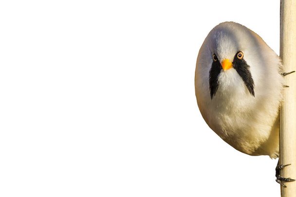 Aranyos kis vicces madár. Elszigetelt madár és ág. Fehér háttér. Madár: szakállas Reedling. A Panurus biarmicus. - Fotó, kép