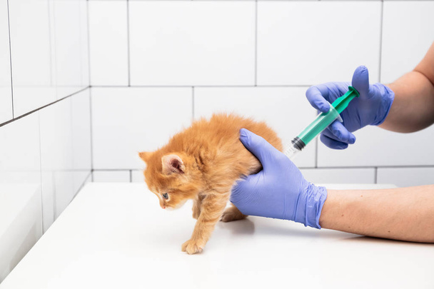 Checkup and treatment of a ginger kitten by a doctor at a vet clinic isolated on white background, vaccination of pets. - Photo, Image