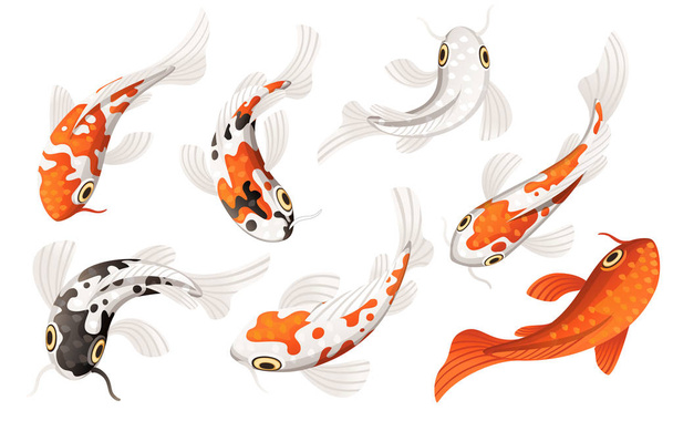 Set of Koi carp japanese symbol of luck fortune prosperity red and black dotted koi carp cartoon flat vector illustration isolated on white background - Vector, Image