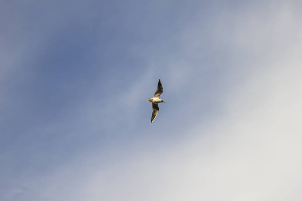 Gaviota en vuelo contra el cielo abierto
 - Foto, Imagen