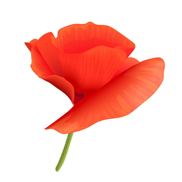 Bright red poppy flower isolated. Pink petals and green stem. Vector illustration. Papaveroideae. Papaver somniferum - Vector, Image