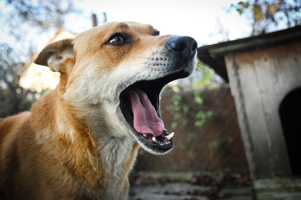 Szczęśliwy czerwony pies ziewa - Zdjęcie, obraz