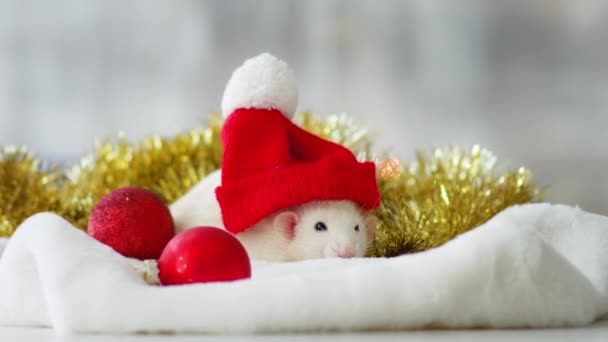 Белая крыса в красной рождественской шляпе
 - Кадры, видео